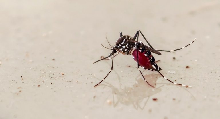 Moustique femelle en gros plan sur peau humaine