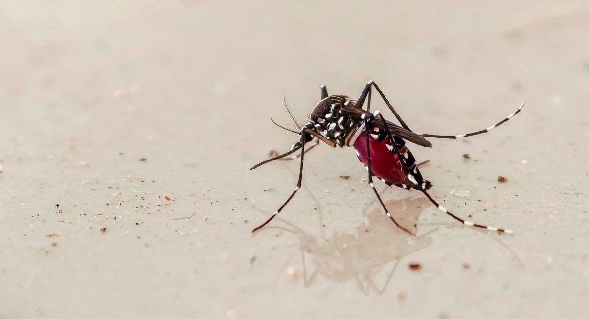 Moustique femelle en gros plan sur peau humaine