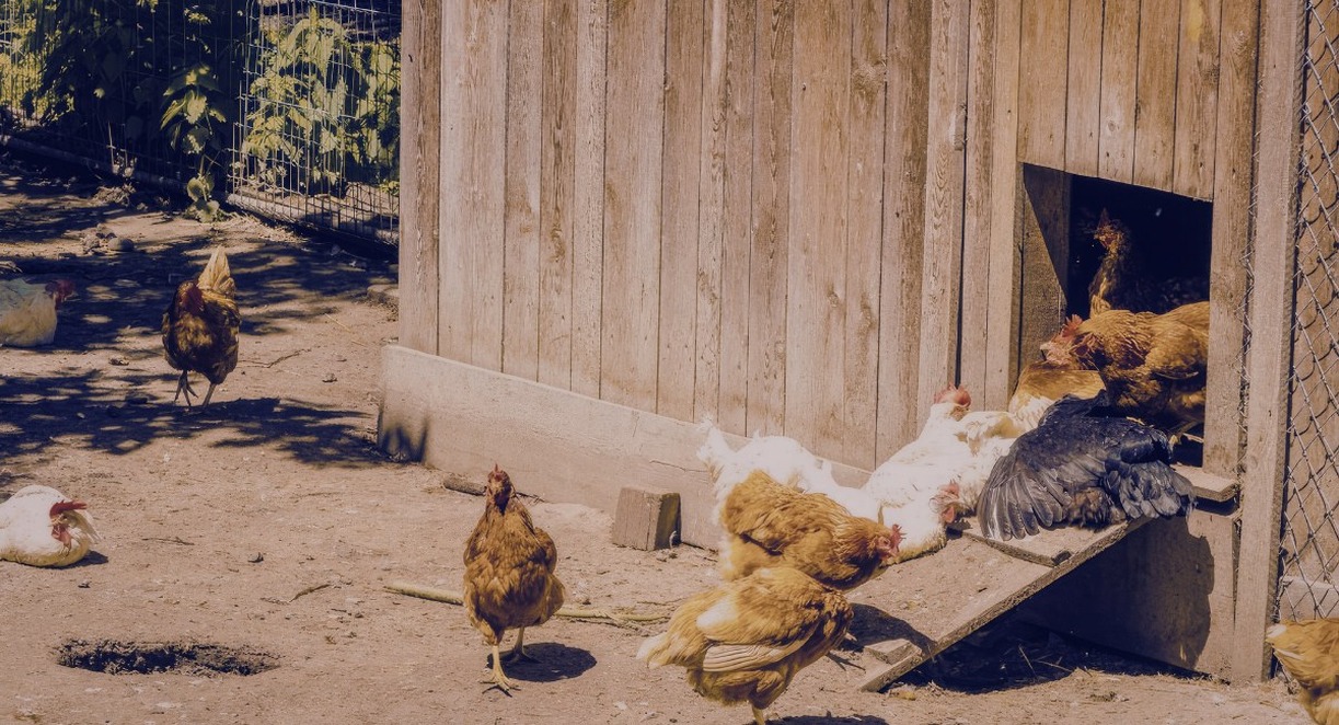 Poules se promenant autour d'un poulailler en bois dans une ferme