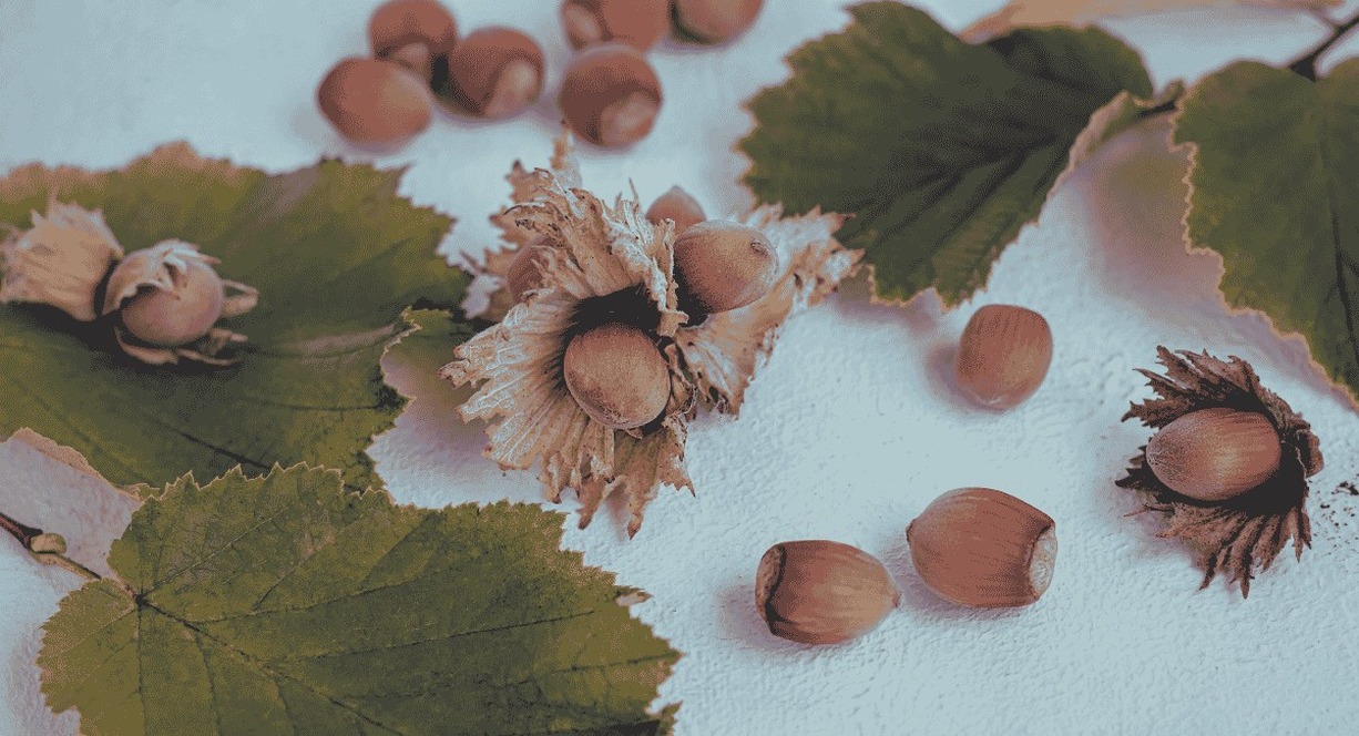 Noisettes sauvages avec feuilles de noisetier sur fond blanc, prêtes à être ramassées