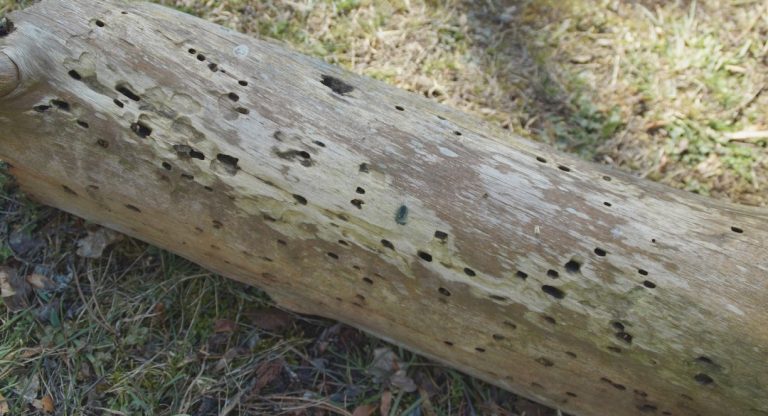 Tronc d'arbre percé de trous de vrillettes dans un jardin