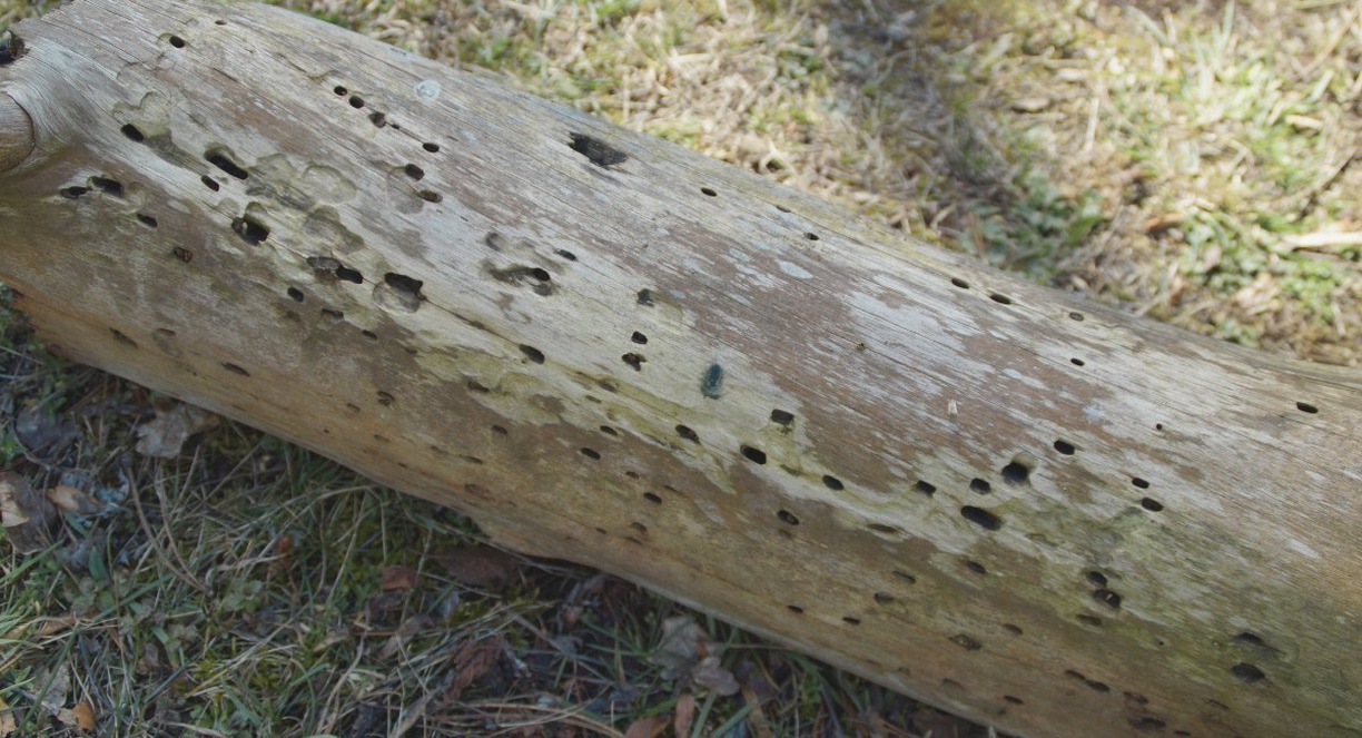 Tronc d'arbre percé de trous de vrillettes dans un jardin