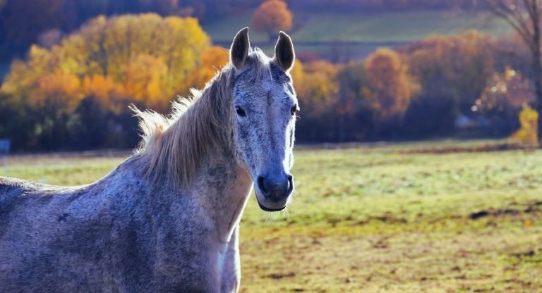 Cheval gris pommelé debout dans un pâturage aux couleurs d'automne