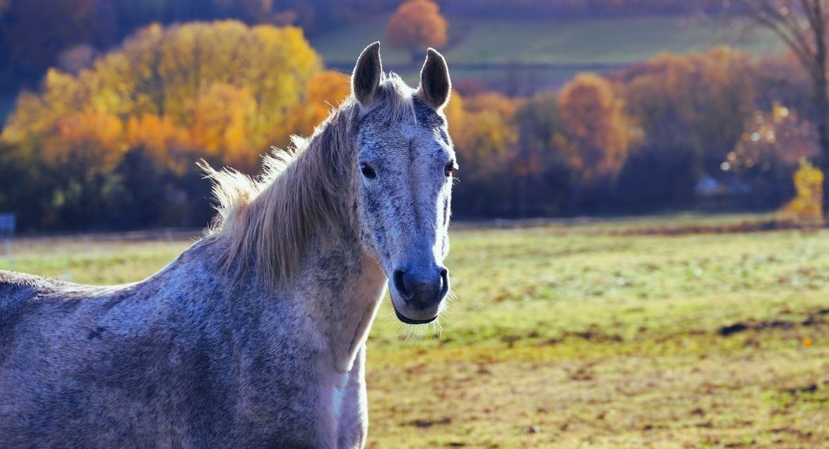 Cheval gris pommelé debout dans un pâturage aux couleurs d'automne