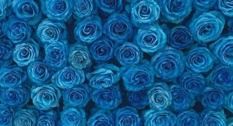 Bouquet dense de roses bleues épanouies