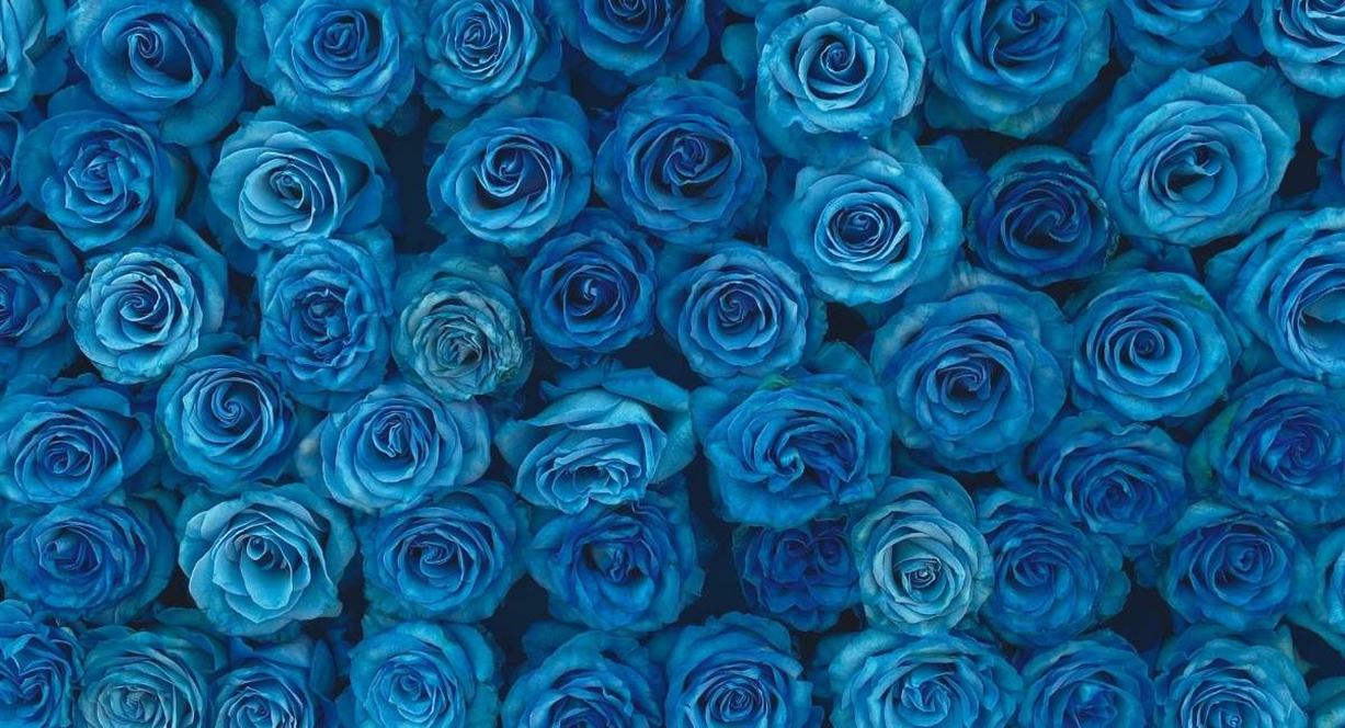 Bouquet dense de roses bleues épanouies